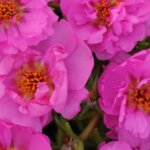 Portulaca, Happy Trails Rosita Pink