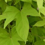 Sweet Potato Vine, Solar Tower Lime