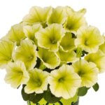 Petunia, Potunia Plus Yellow