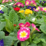 Primrose, Danova Mix