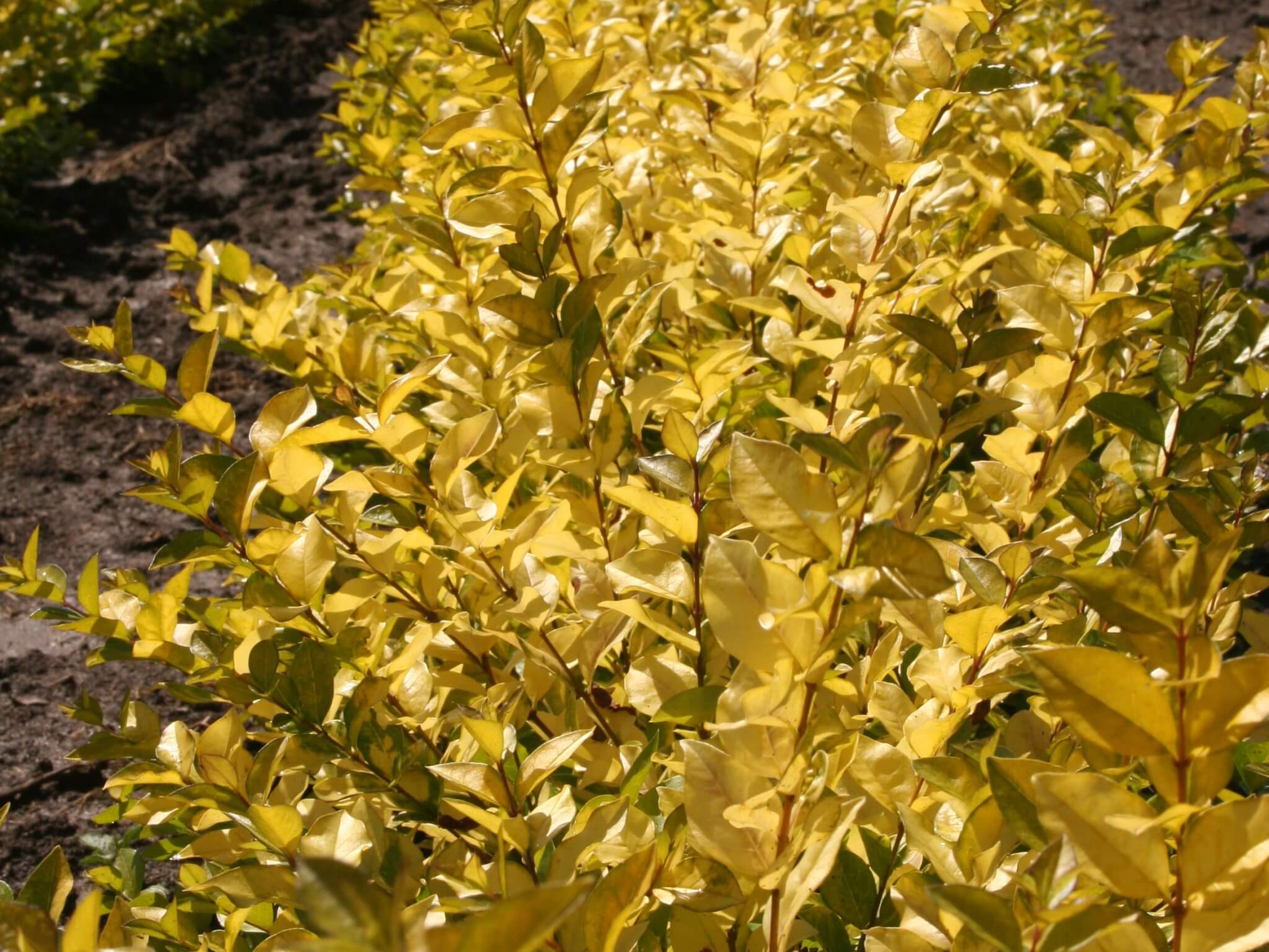Privet, Golden Vicary