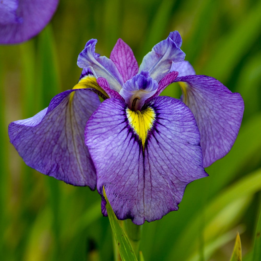 Iris, Purple Dragon’s Valley