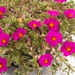 Purslane, Hot Shot Flambe Rose