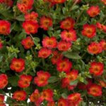Purslane, Pazazz Red Flare