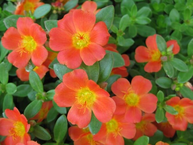 Purslane, Pazazz Tangerine
