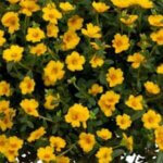Purslane, Pazazz Vivid Yellow