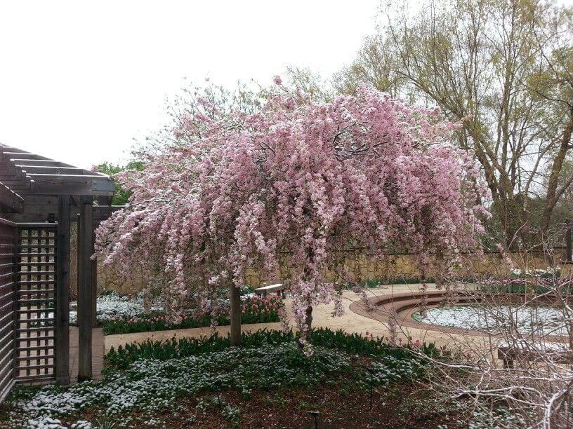 Crabapple, Red Jade Weeping
