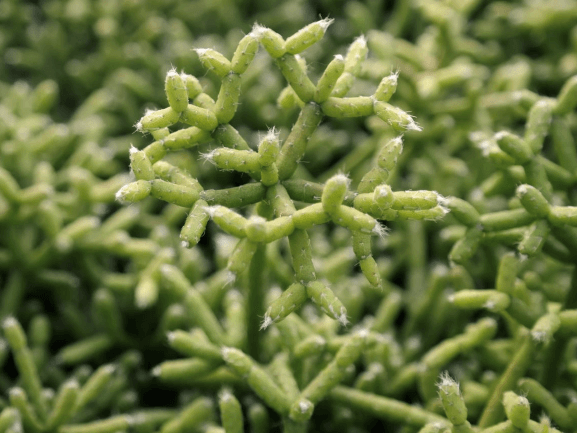 Rhipsalis, Mistletoe Cactus