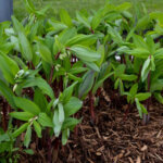 Solomon's Seal, Ruby Slippers