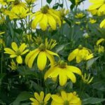Rudbeckia, Autumn Sun