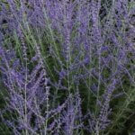 Russian Sage, Filigran