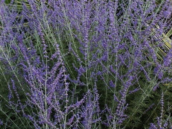 Russian Sage, Filigran