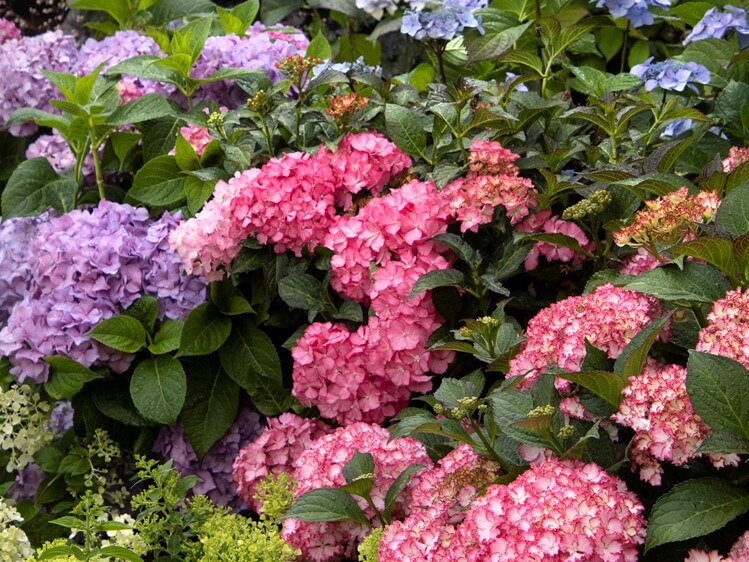 Hydrangea, Seaside Serenade Newport