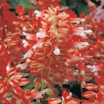 Salvia, Red & White