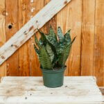 Sansevieria, Futura Robusta