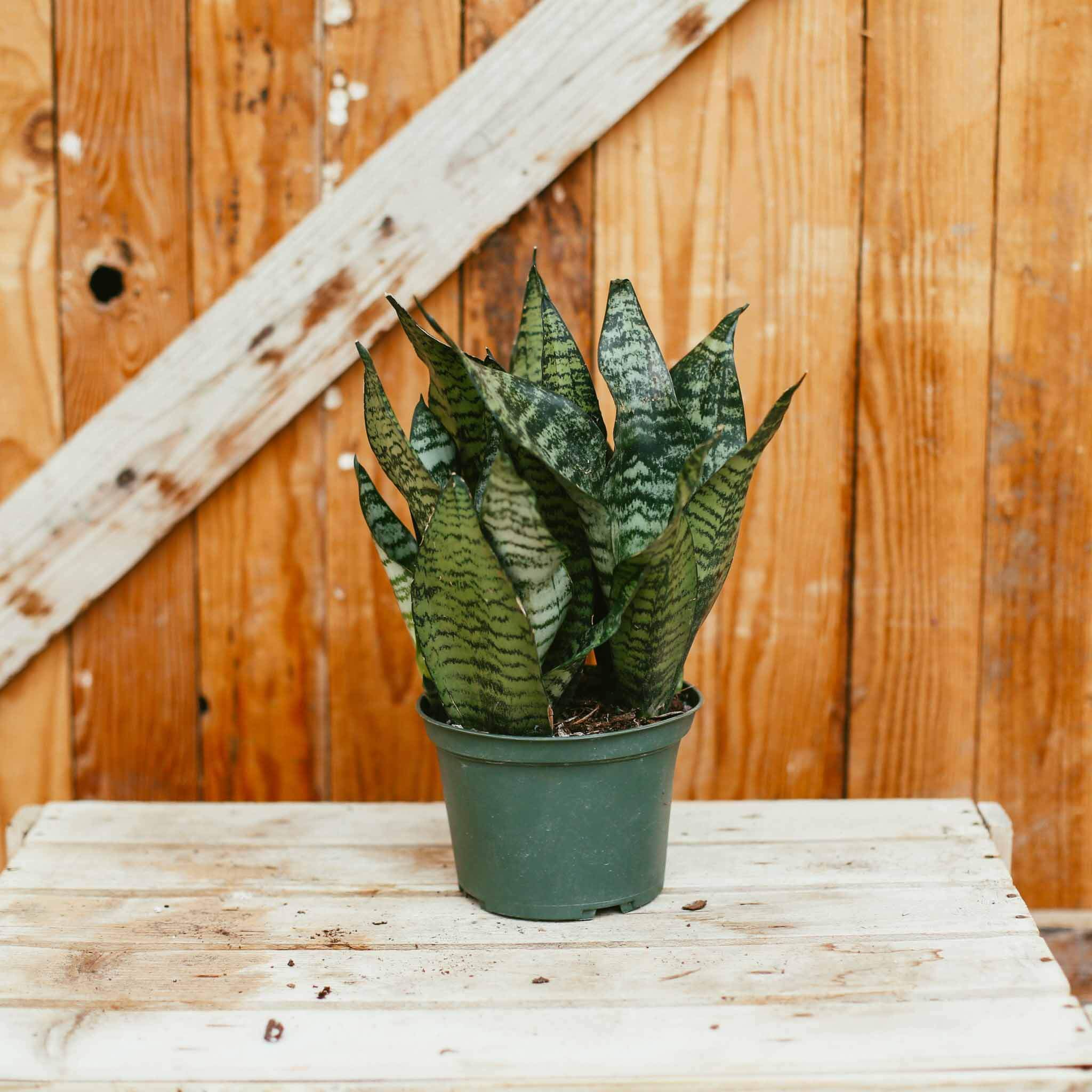 Sansevieria, Futura Robusta