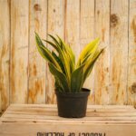 Sansevieria, Golden Flame