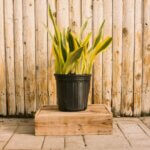 Sansevieria, Lauren