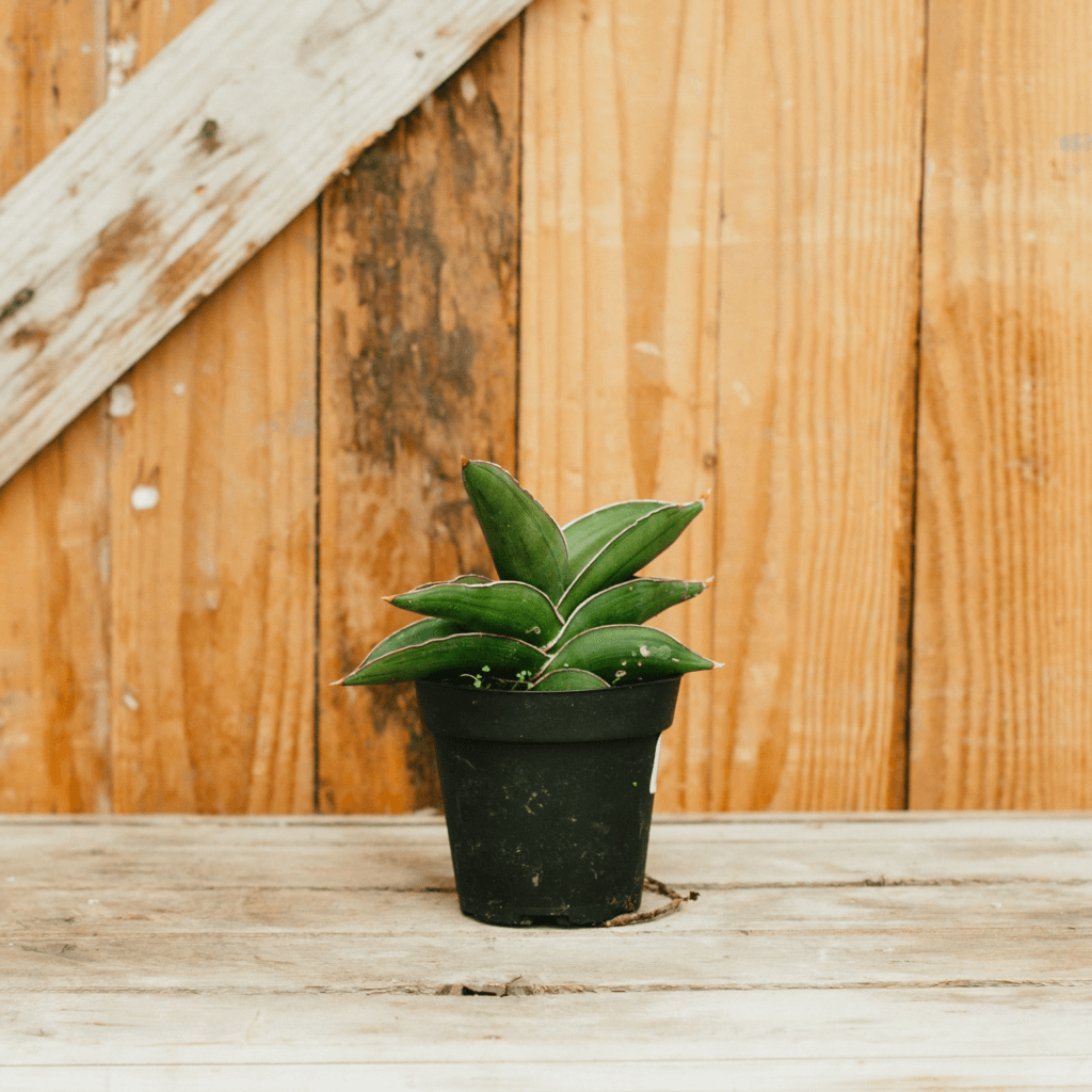 Sansevieria, Samurai