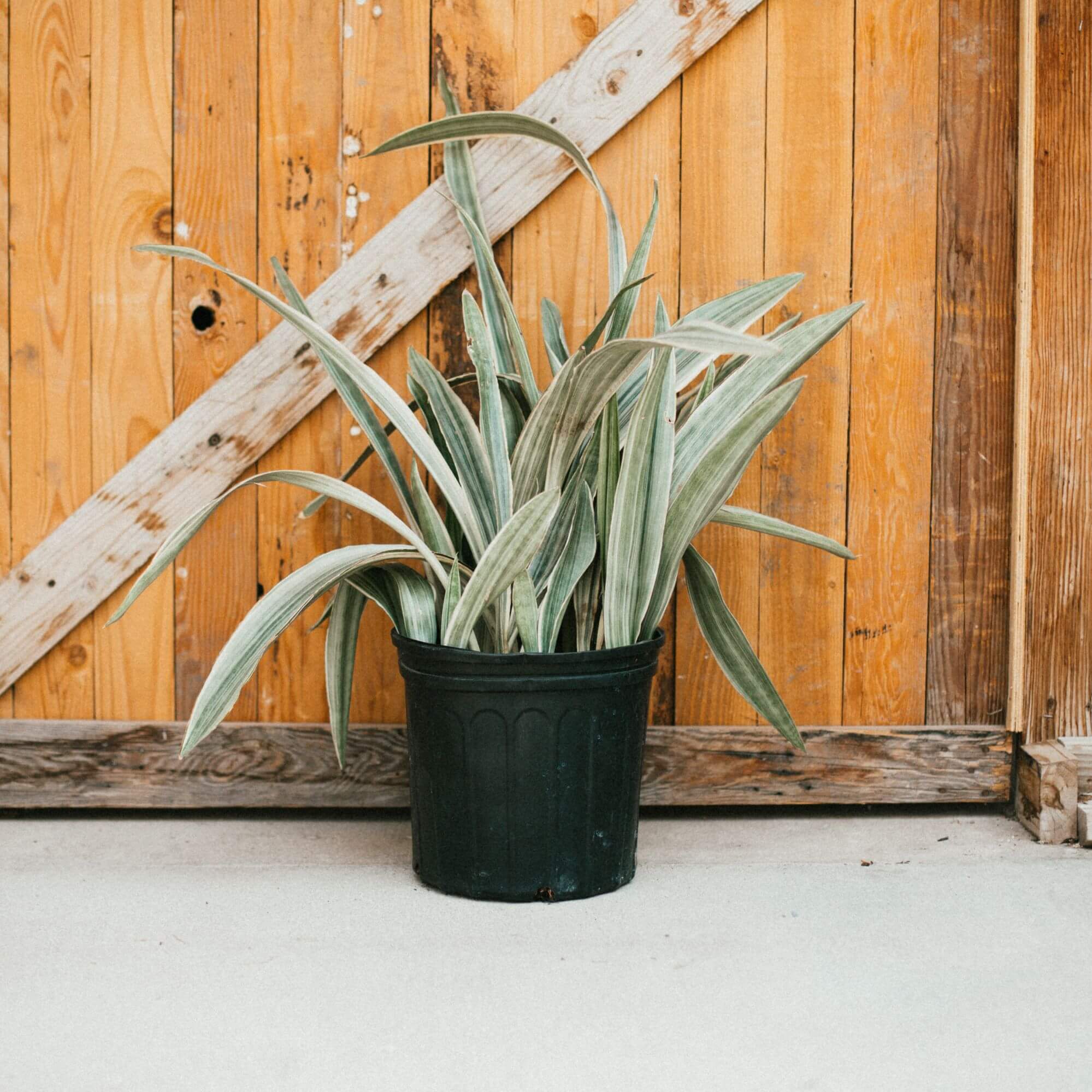 Sansevieria, Sayuri