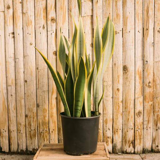 Sansevieria, Silver Laurentii