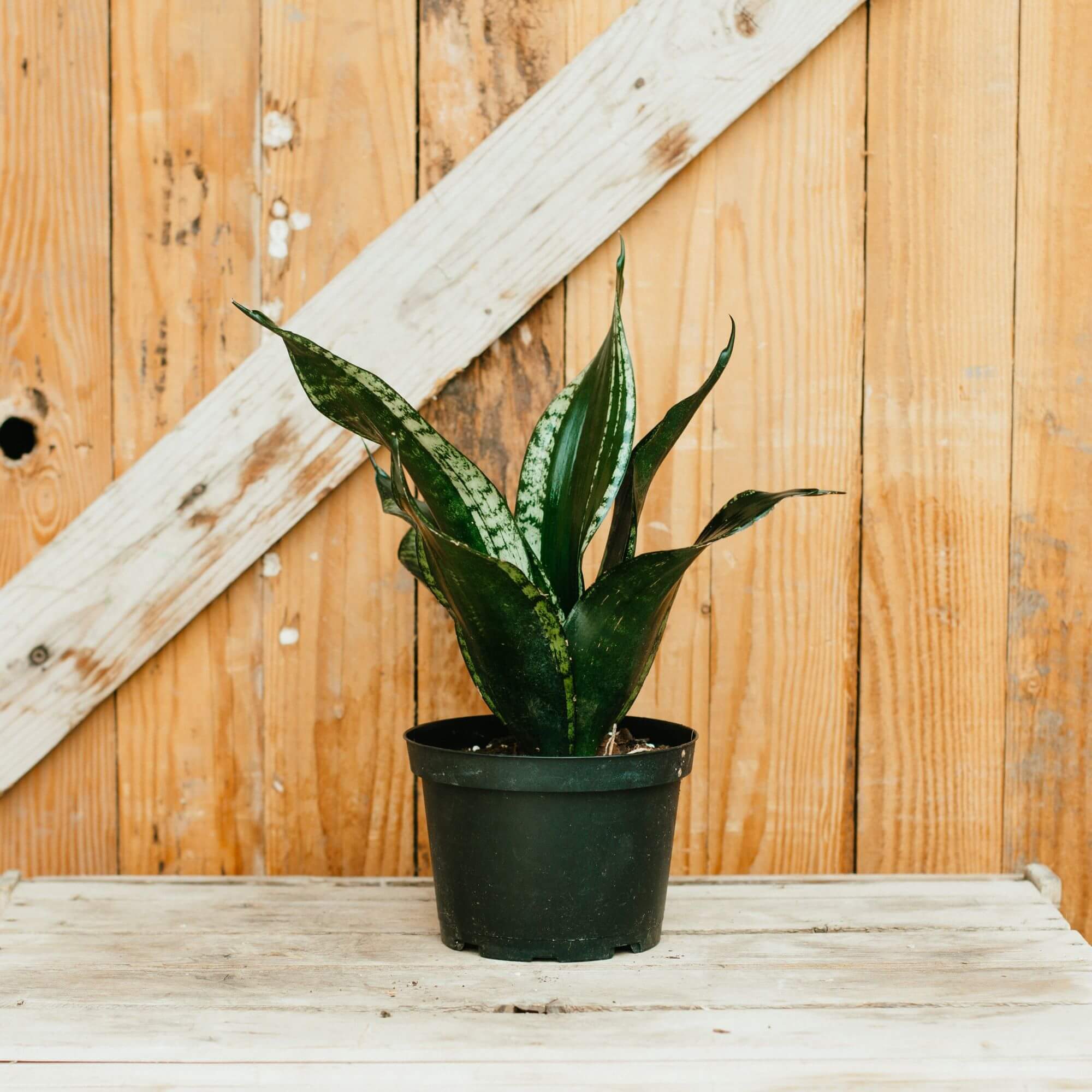 Sansevieria, Whitney