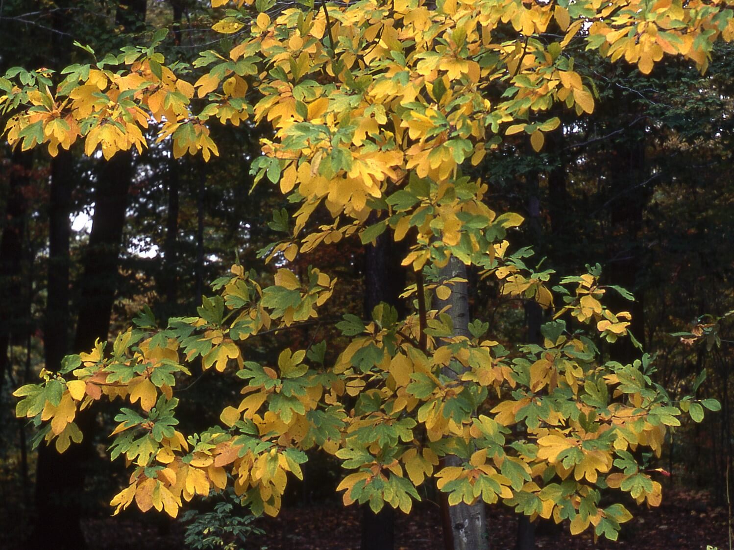 Sassafras