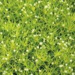 Sagina subulata 'Aurea' Scotch Moss