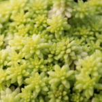 Sedum, Fine Leaf Gold