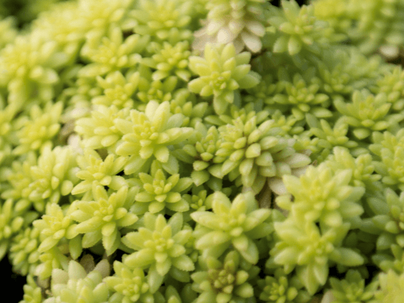 Sedum, Fine Leaf Gold