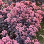 Sedum, Mojave Jewels Ruby