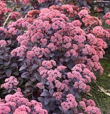 Sedum, Mojave Jewels Ruby