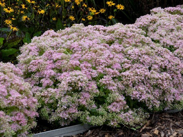 Sedum, Pure Joy