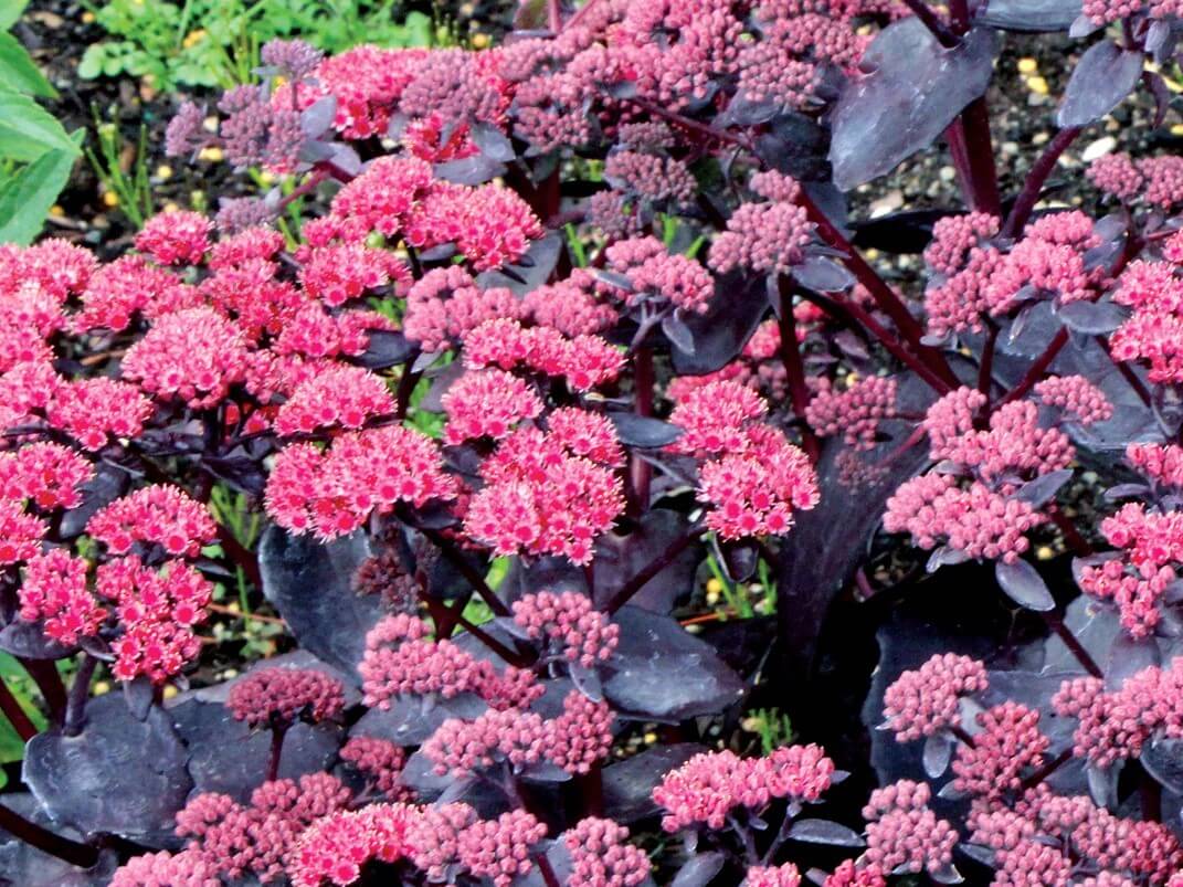 Sedum, Cherry Truffle