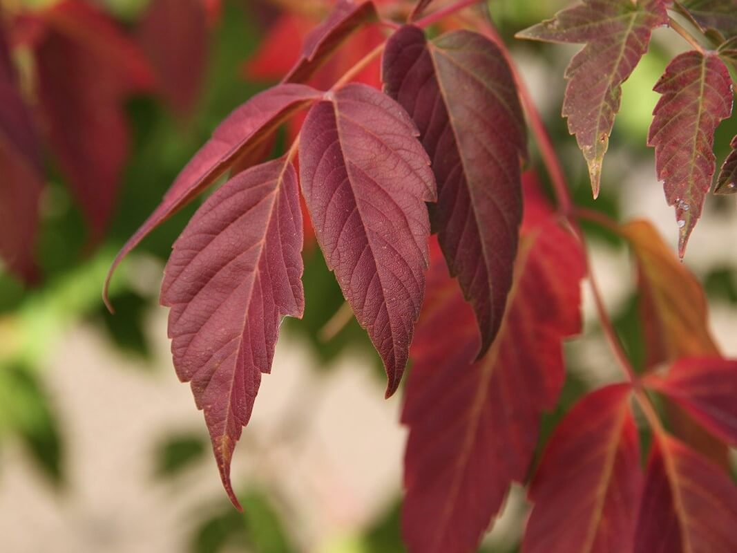 Maple, Boxelder Sensation