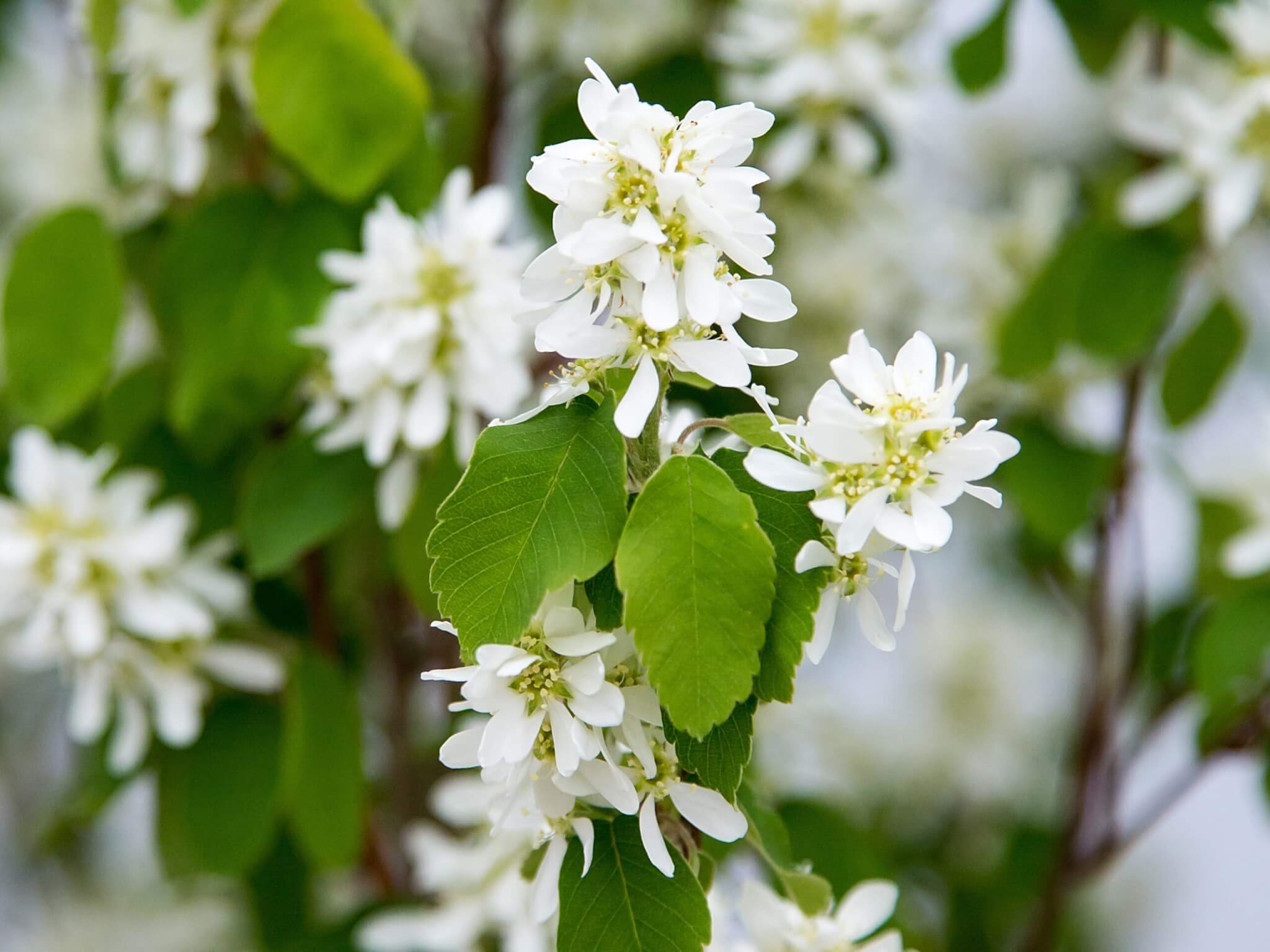 Serviceberry, Standing Ovation