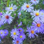 Aster, Blue Sky