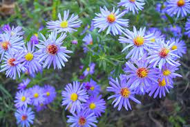 Aster, Blue Sky