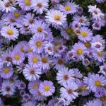 Aster, Smooth Blue