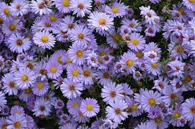 Aster, Smooth Blue