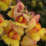 Snapdragon, Snapshot Sunset