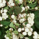 Snowberry, Common