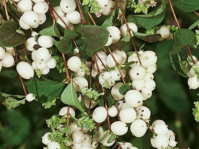 Snowberry, Common