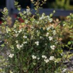 Snowberry, Galaxy