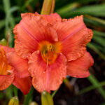 Daylily, South Seas