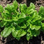 Spinach, Avon