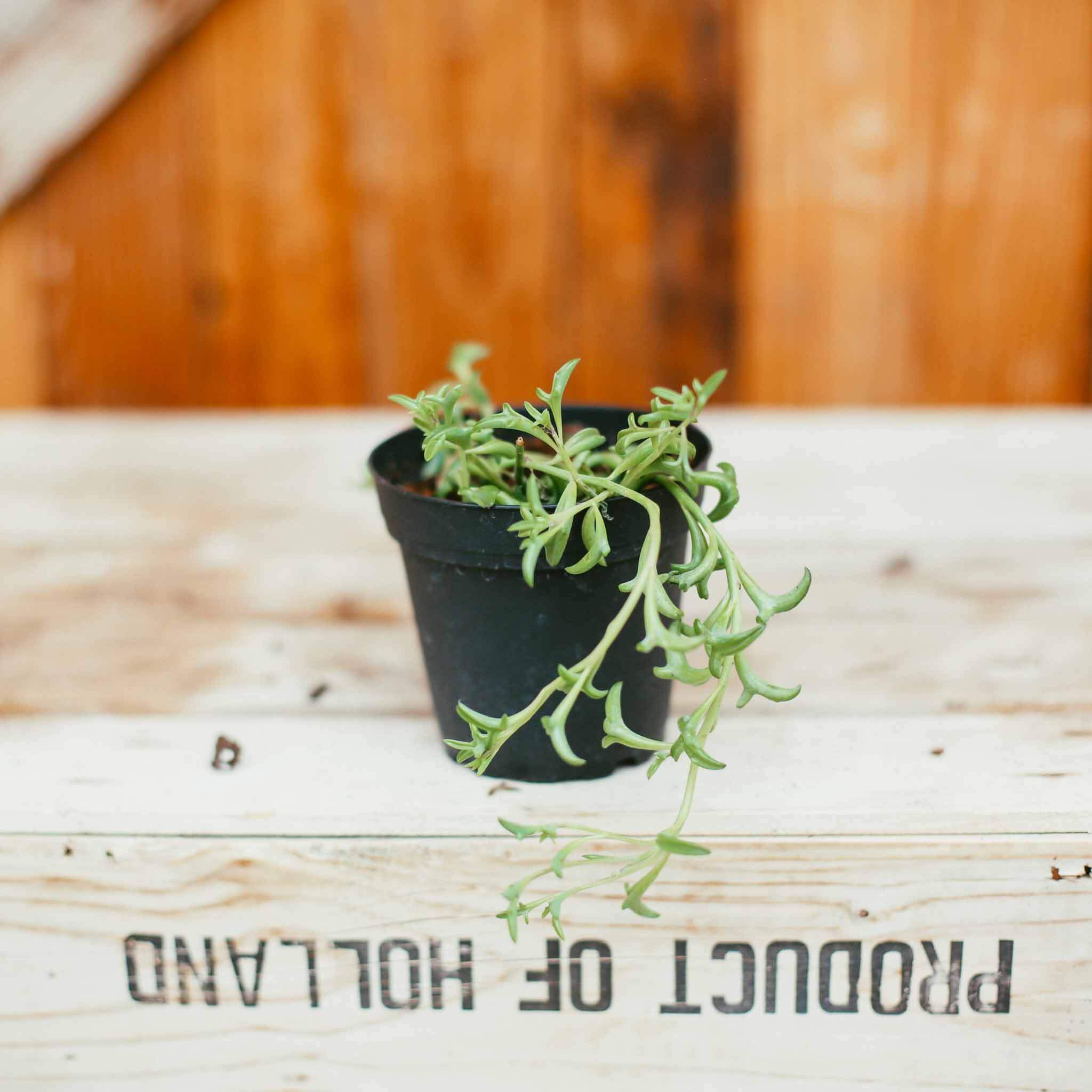 Senecio, String of Dolphins