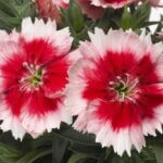 Dianthus, Super Parfait Red Peppermint