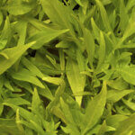 Sweet Potato Vine, Sidekick Lacey Lime