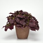 Sweet Potato Vine, Solar Power Red Heart